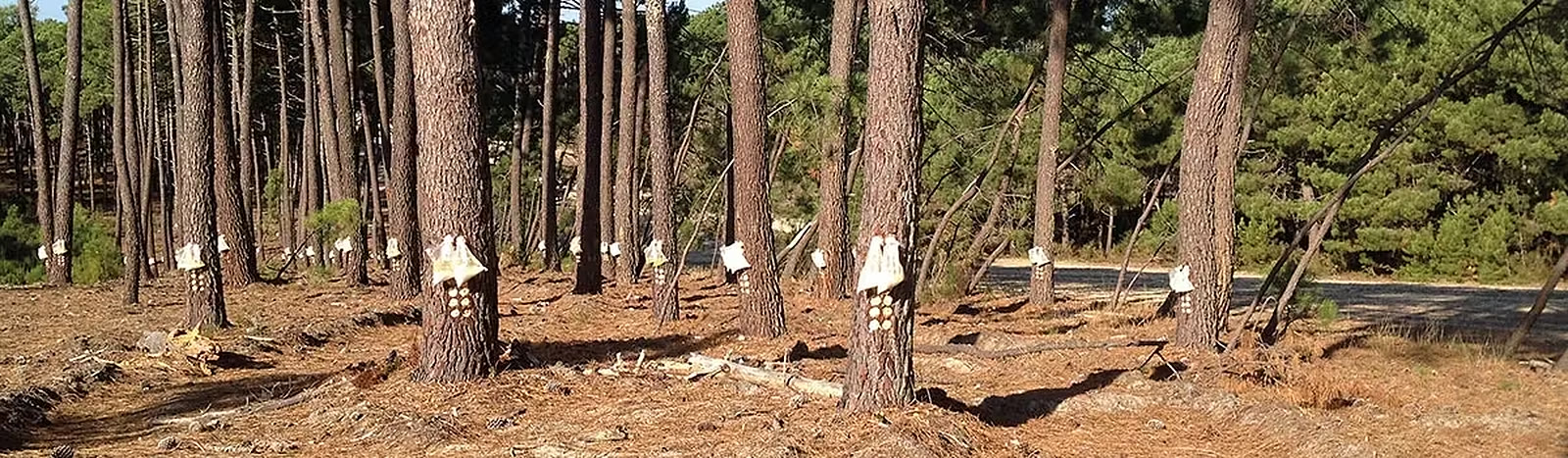 Pins gemmés dans la forêt des Landes